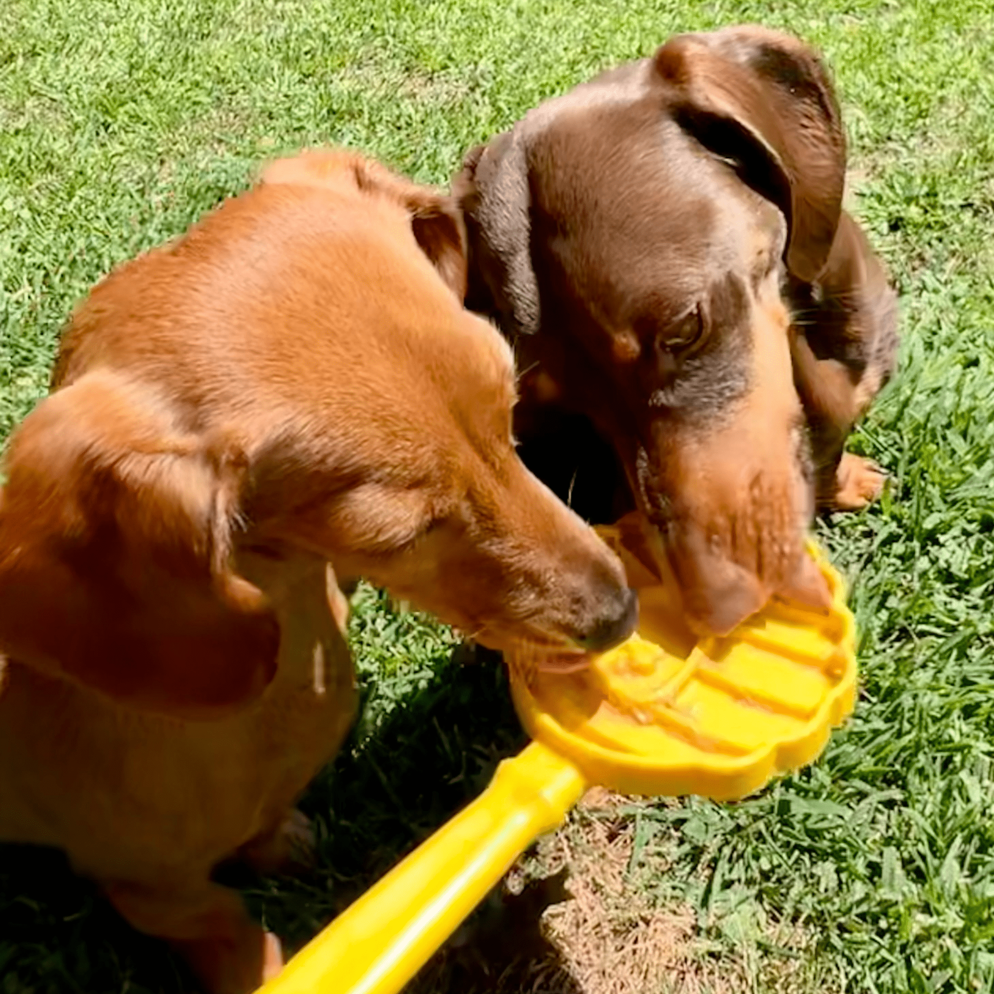 Lick Sticks | Interactive Dog Training Toy Farm To Pet