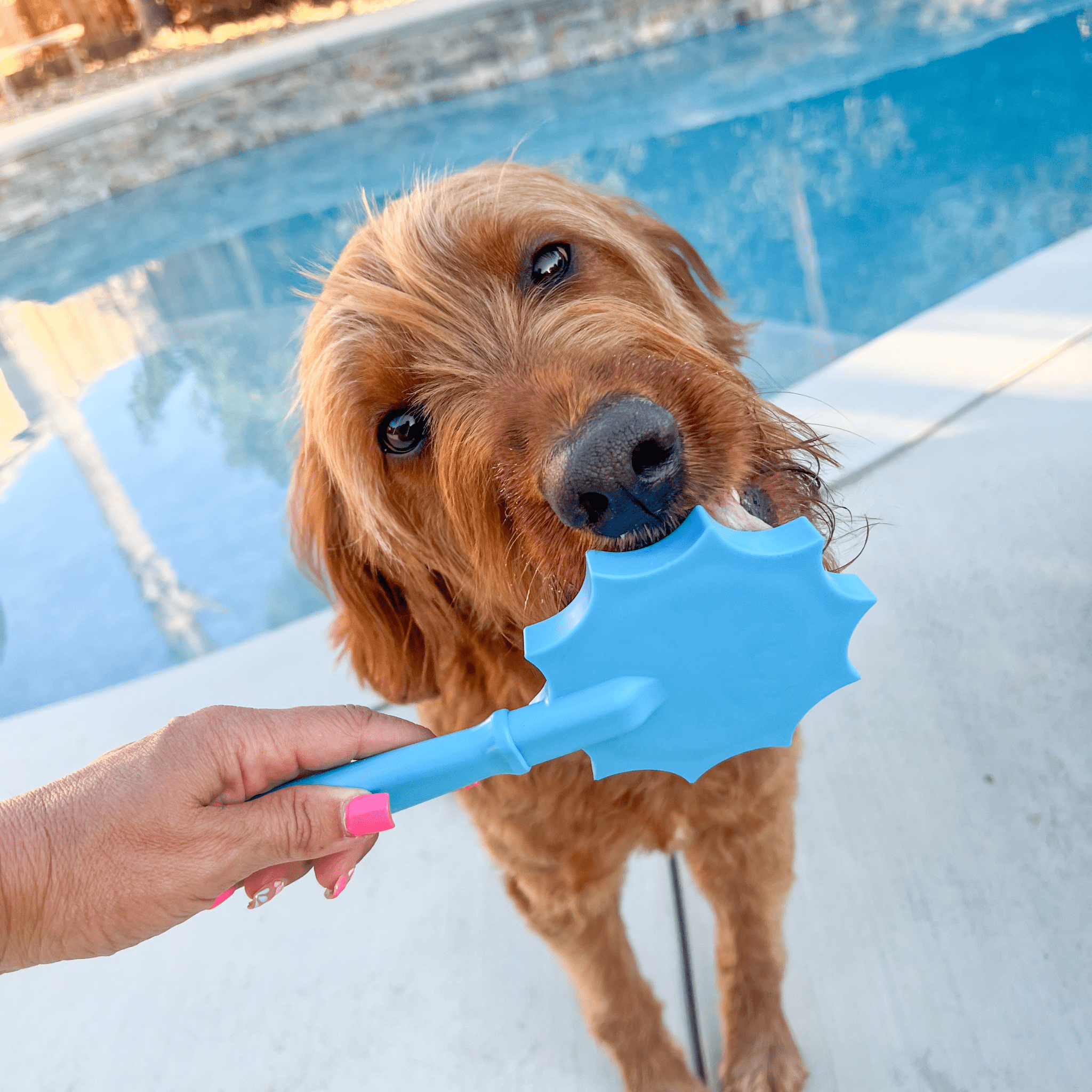 Lick Sticks | Interactive Dog Training Toy Farm To Pet