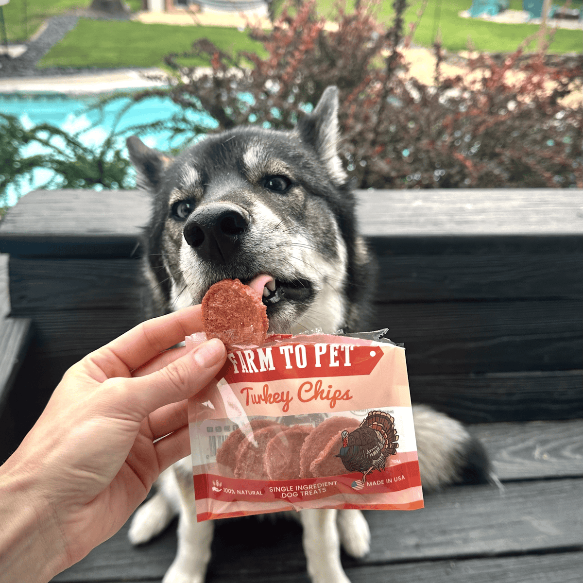 Turkey Chips Snack Pack Bundles | Low Allergen Treats for Training Farm To Pet