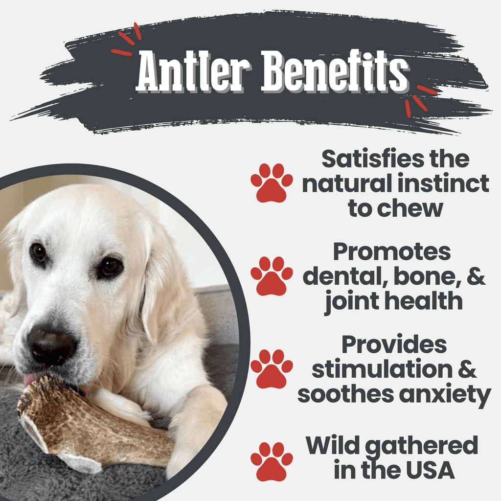 Elk Antler Dog Chews | All-Natural Whole and Split Elk Antler Chews for Dogs Farm To Pet