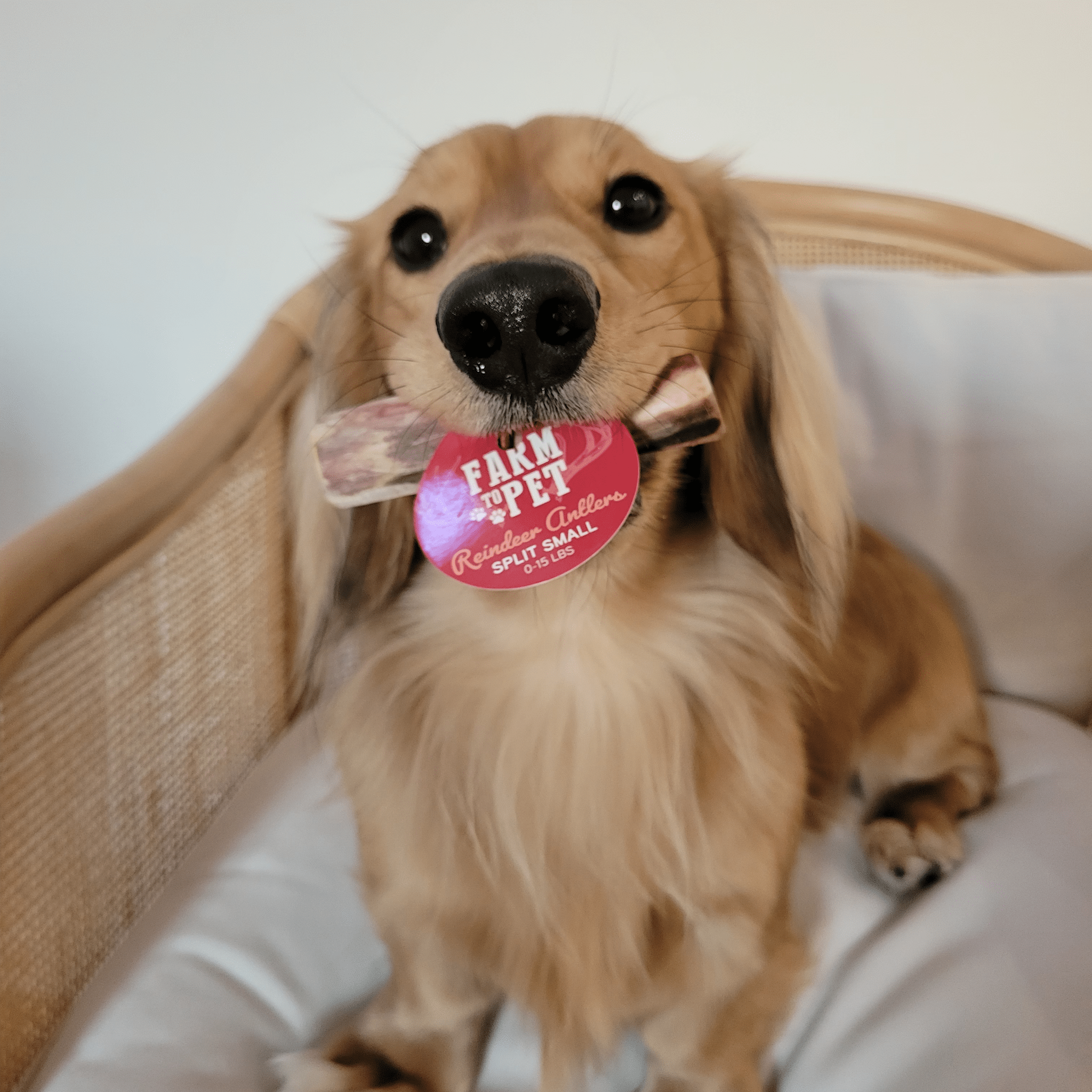 Reindeer Antler Dog Chews | Organic Chews for Dogs Farm To Pet
