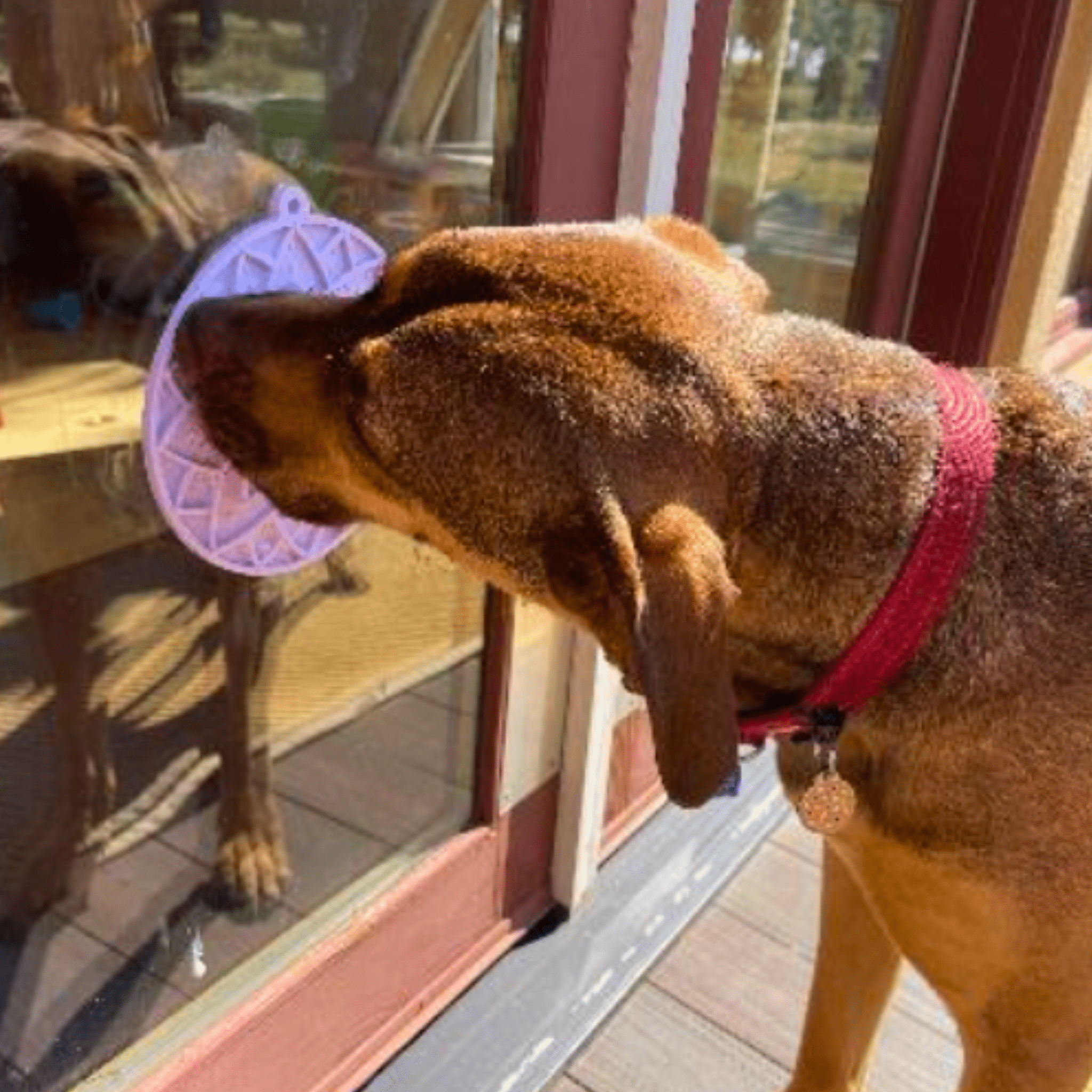 Dog Lick Mats with Suction Cups Farm To Pet