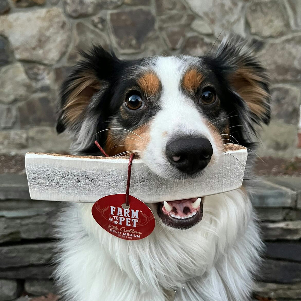 Elk Antler Dog Chews | All-Natural Whole and Split Elk Antler Chews for Dogs Farm To Pet