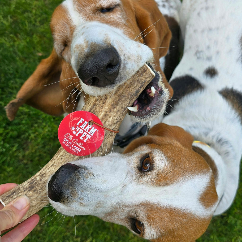 Elk Antler Dog Chews | All-Natural Whole and Split Elk Antler Chews for Dogs Farm To Pet
