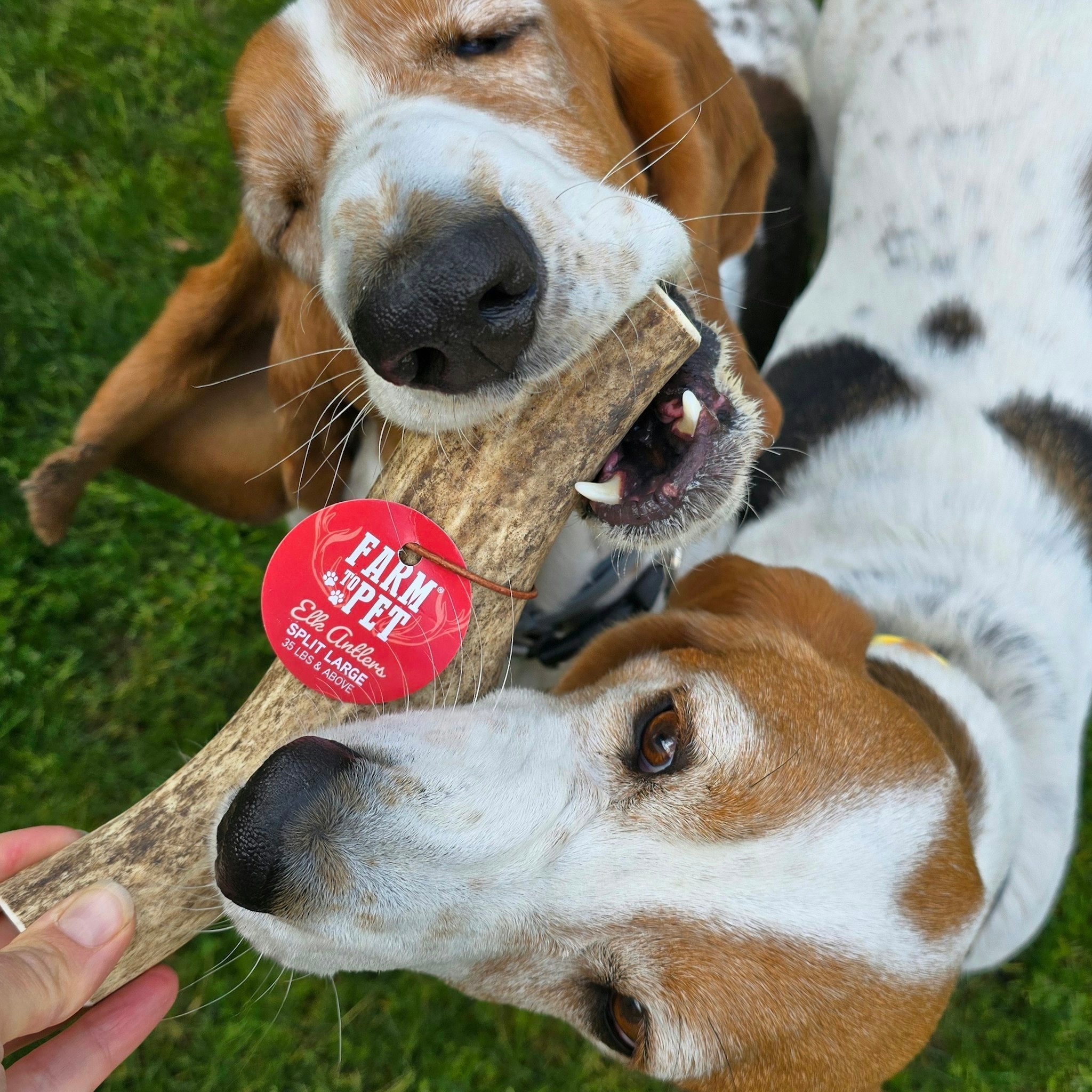 Elk Antler Dog Chews | All-Natural Whole and Split Elk Antler Chews for Dogs Farm To Pet