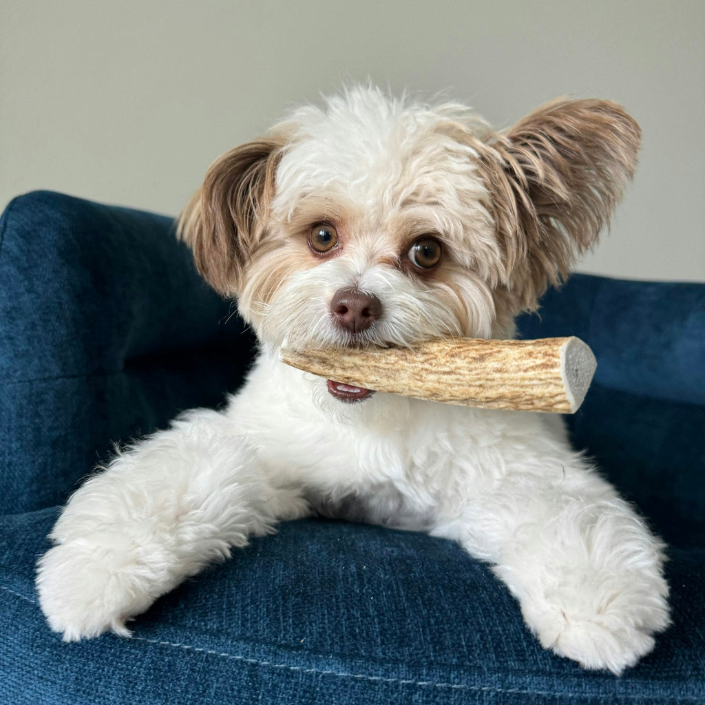 Elk Antler Dog Chews | All-Natural Whole and Split Elk Antler Chews for Dogs Farm To Pet