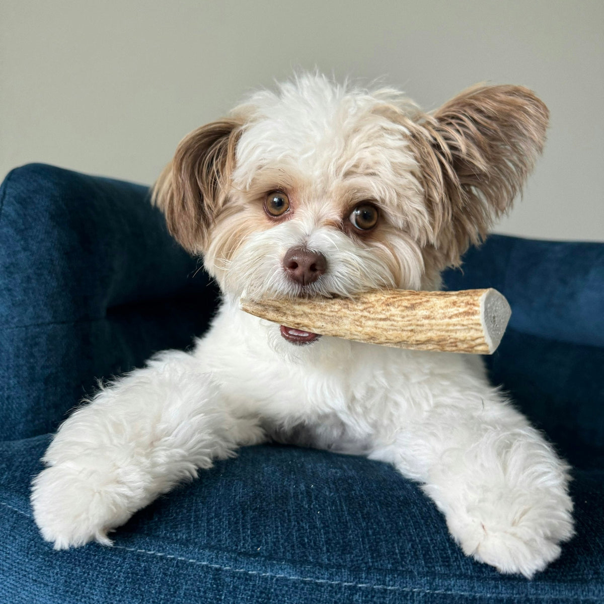 Elk Antler Dog Chews | All-Natural Whole and Split Elk Antler Chews for Dogs Farm To Pet