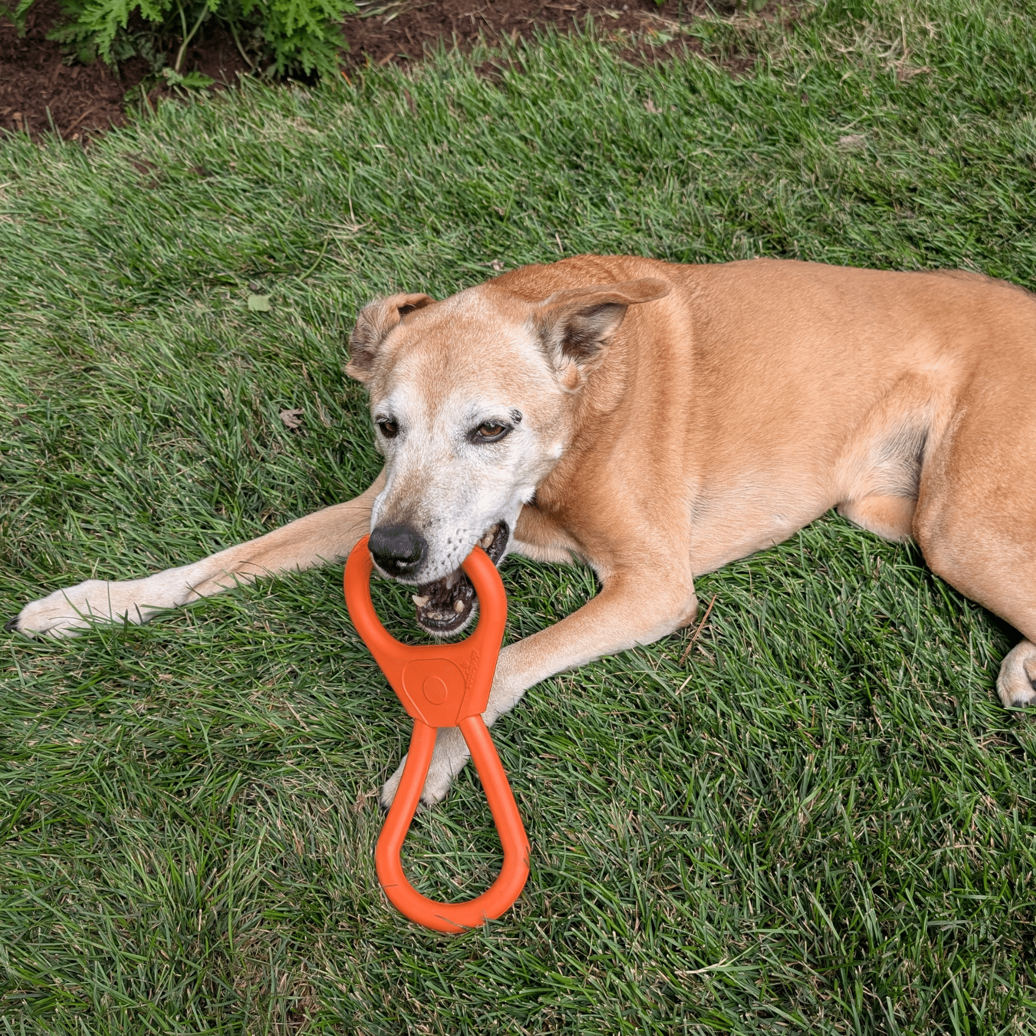 Tug Toys Farm To Pet