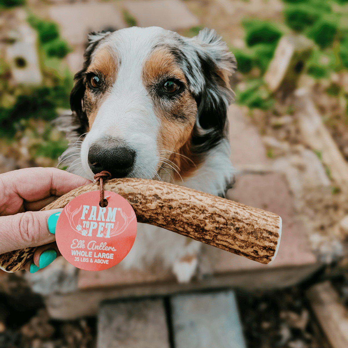 Elk Antler Dog Chews | All-Natural Whole and Split Elk Antler Chews for Dogs Farm To Pet