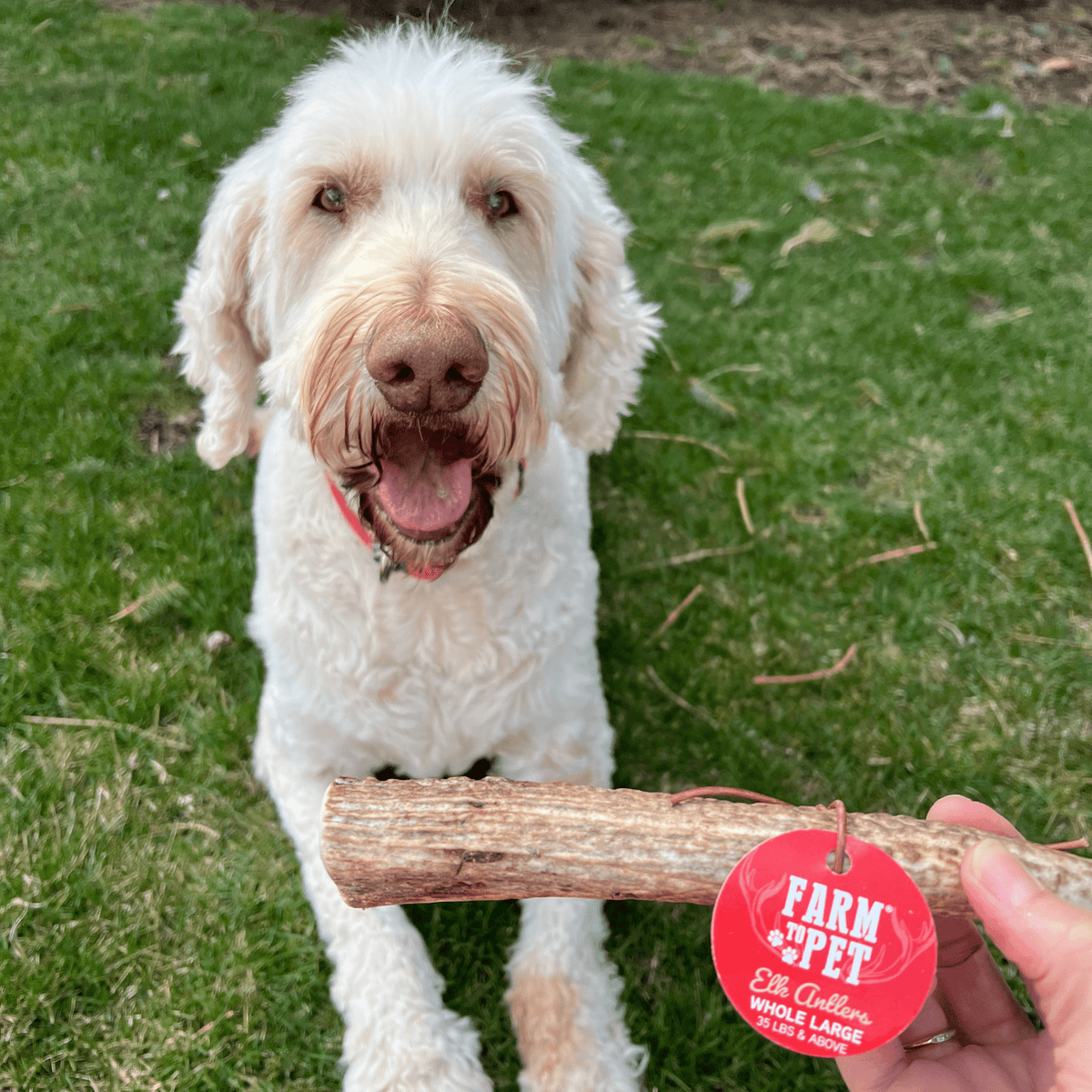 Elk Antler Dog Chews | All-Natural Whole and Split Elk Antler Chews for Dogs Farm To Pet