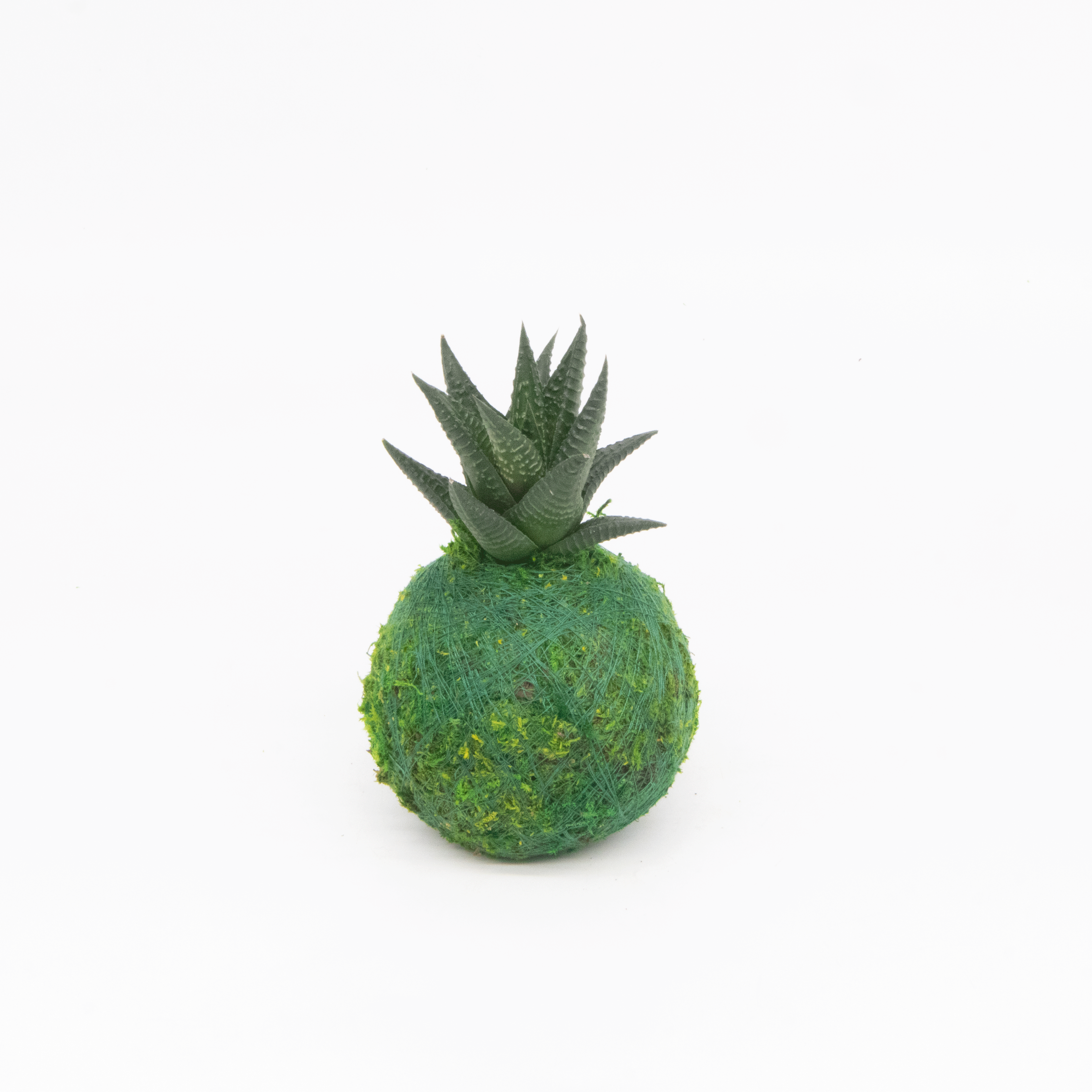Mini Kokedama | Moss Ball Kokedamas Kazumi Garden