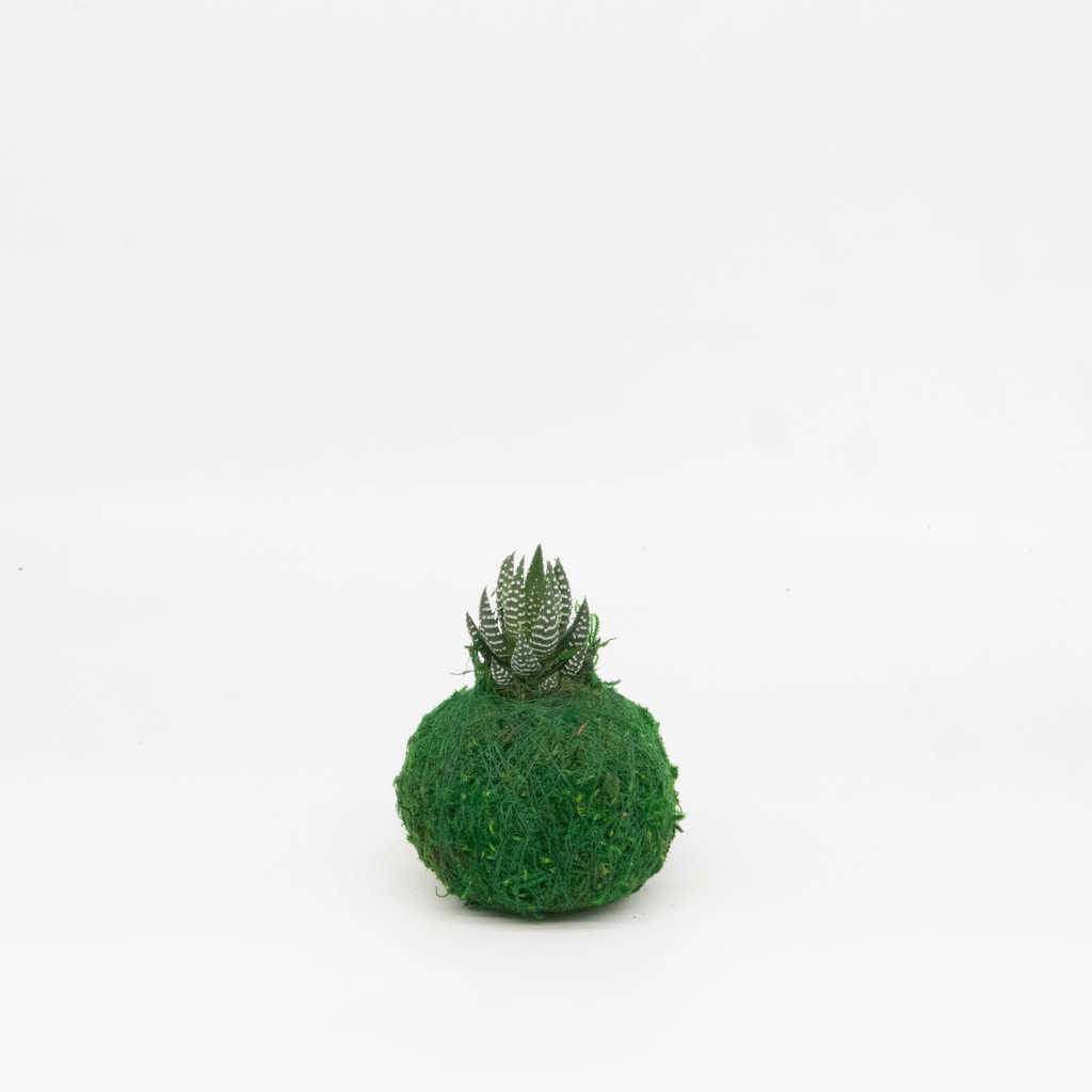 Mini Kokedama | Moss Ball Kokedamas Kazumi Garden