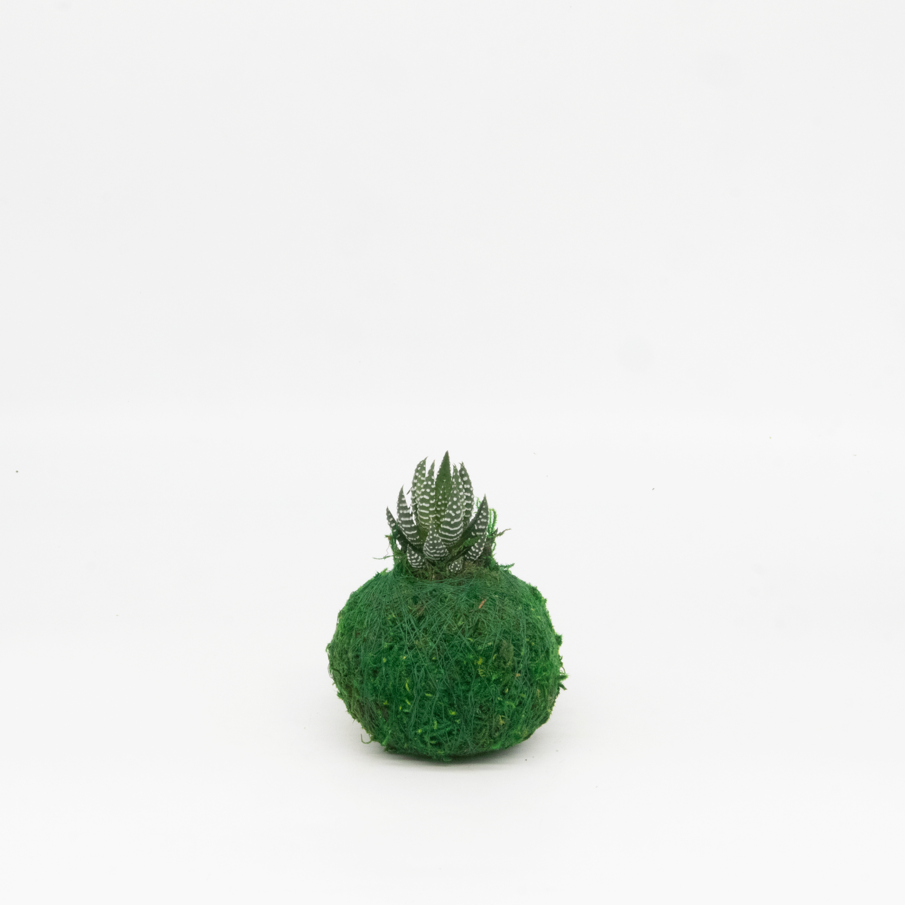 Mini Kokedama | Moss Ball Kokedamas Kazumi Garden