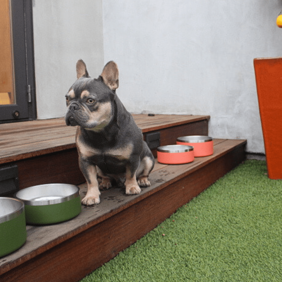 Stainless Steel Pet Bowl – Non-Slip, Durable & Dishwasher Safe | 32oz and 64oz Tilley + Me