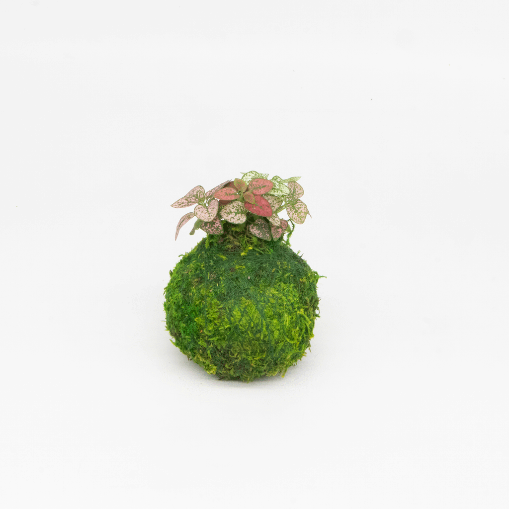 Mini Kokedama | Moss Ball Kokedamas Kazumi Garden