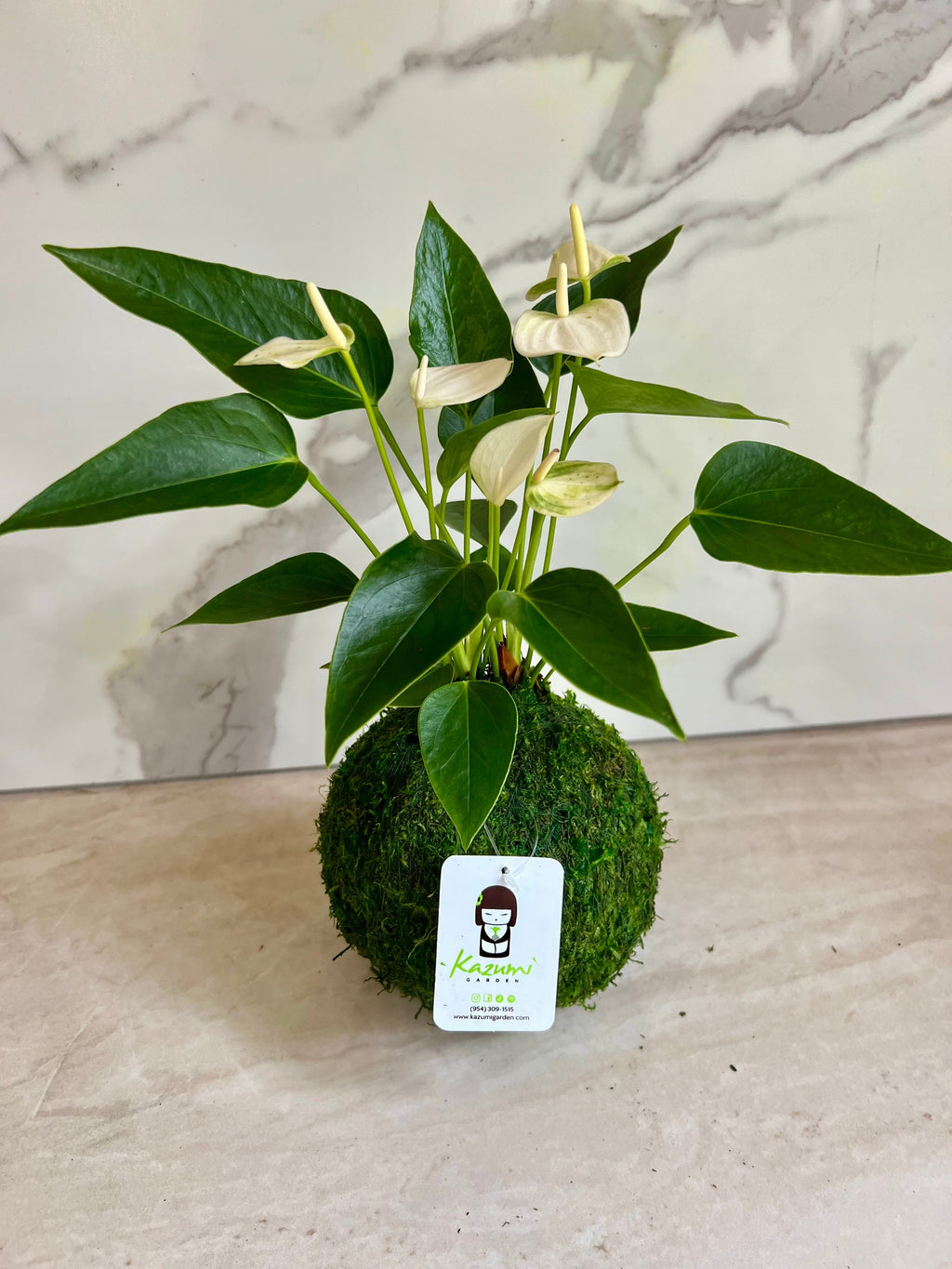 Anthurium | Moss Ball Kokedamas Kazumi Garden