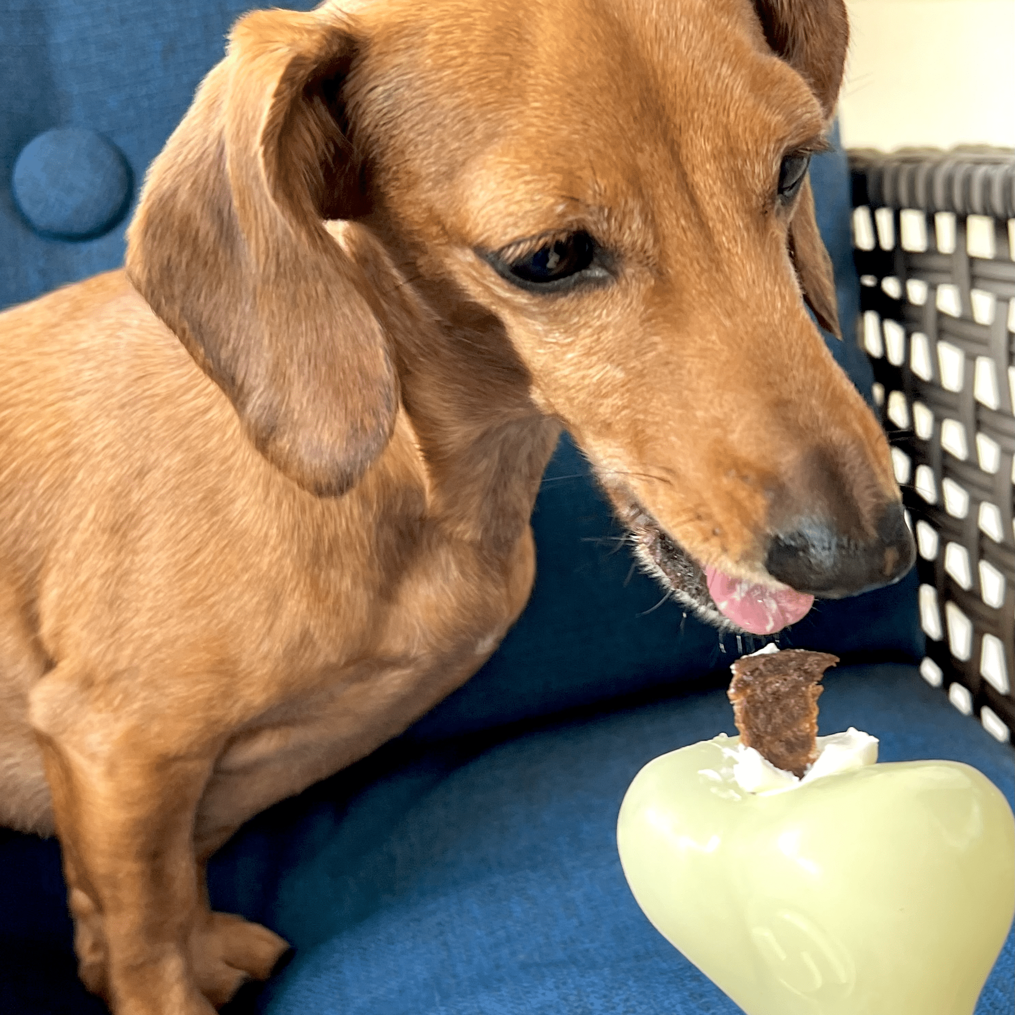 Dog Treat Dispensers Farm To Pet