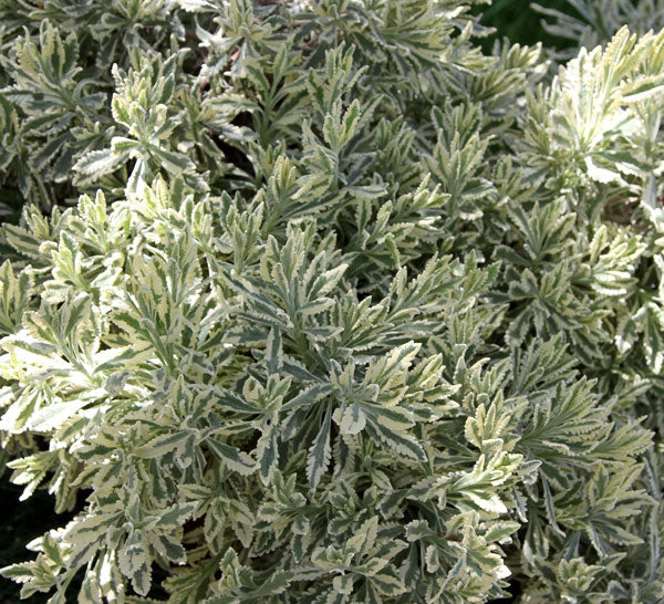Lavender Live Plant Allardii 'Meerlo' - 2.5QT Size Pot Findlavender.com