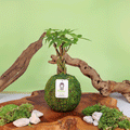 Money Tree | Moss Ball Kokedama Kazumi Garden