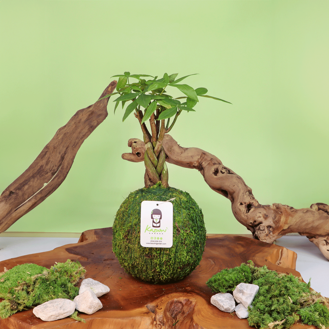 Money Tree | Moss Ball Kokedama Kazumi Garden