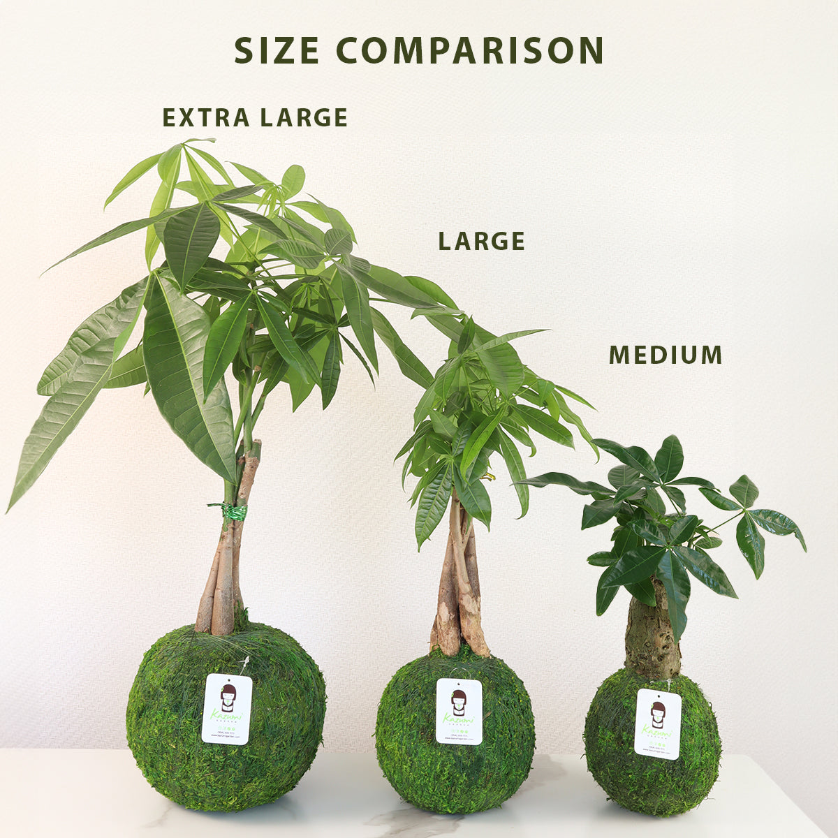 Money Tree | Moss Ball Kokedama Kazumi Garden