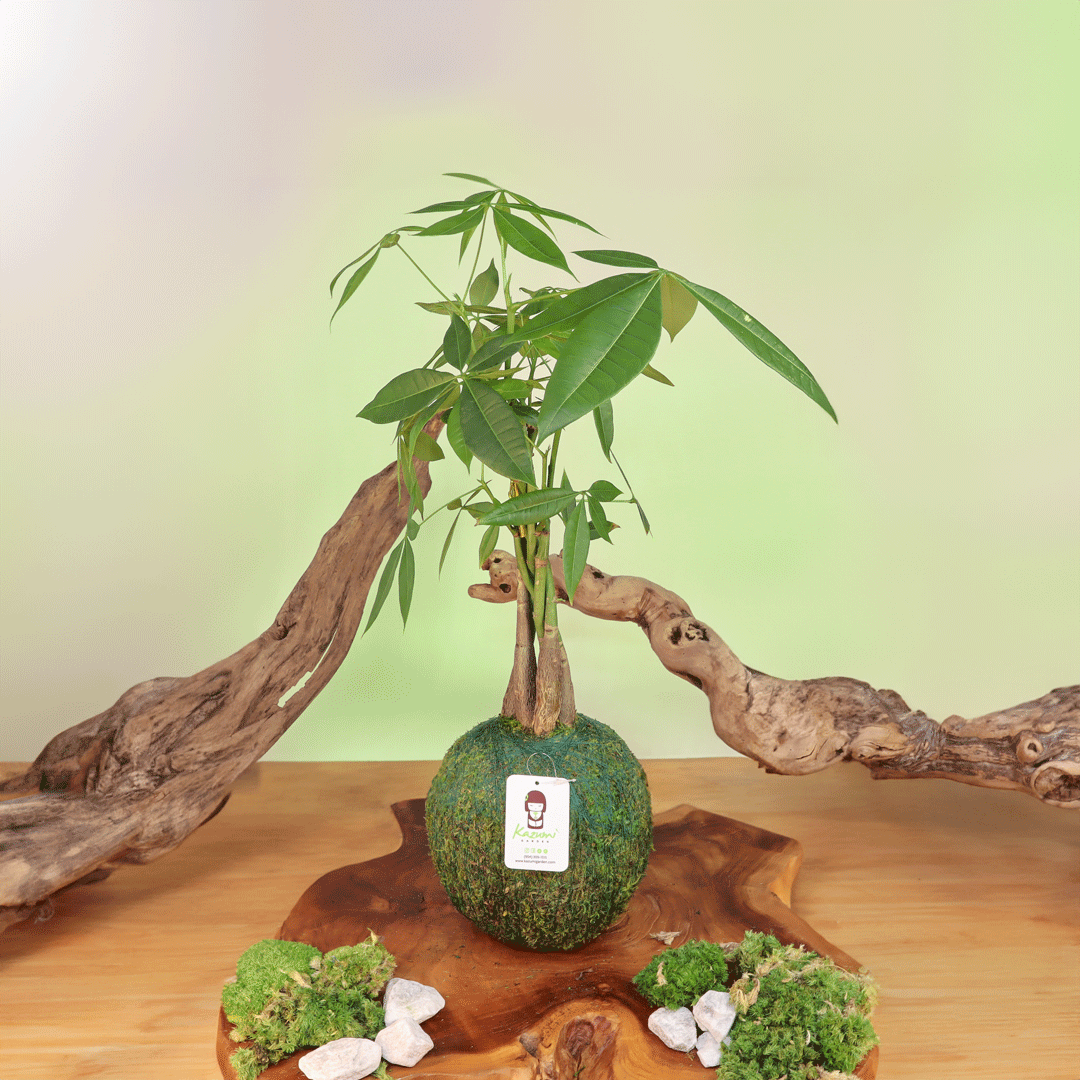 Money Tree | Moss Ball Kokedama Kazumi Garden