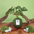 Monstera Adansonii | Moss Ball Kokedama Kazumi Garden