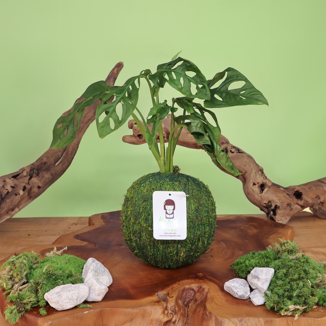 Monstera Adansonii | Moss Ball Kokedama Kazumi Garden