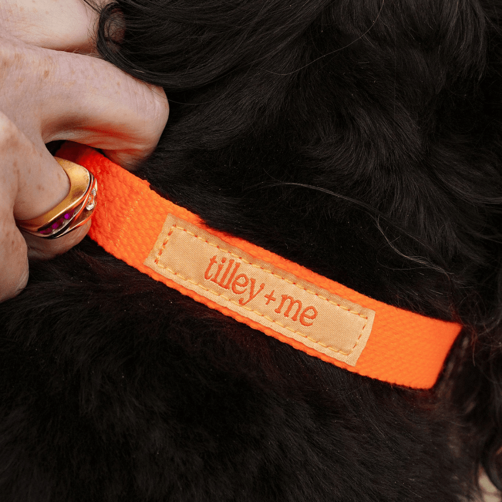 Hemp Cotton Dog Collar - Durable, Sustainable, Adjustable, Lightweight & Soft Tilley + Me