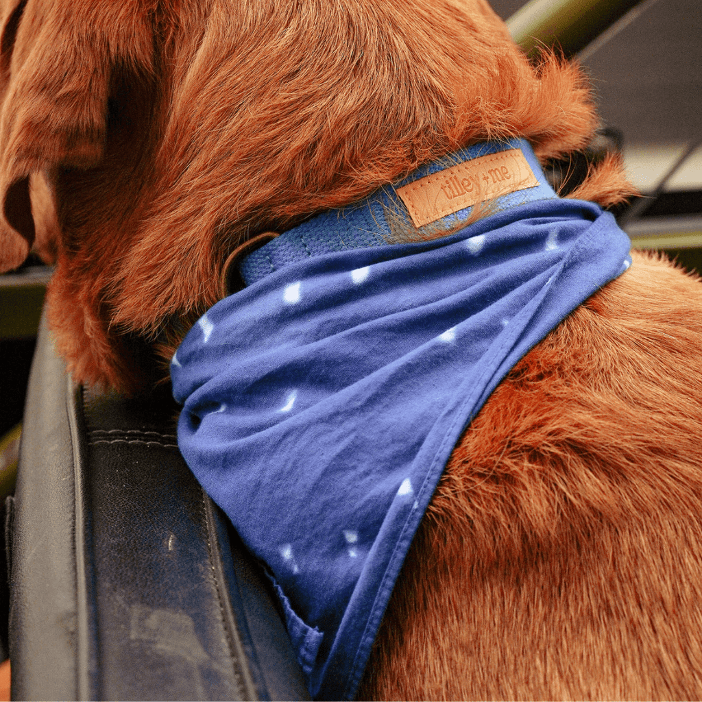 Hemp Cotton Dog Collar - Durable, Sustainable, Adjustable, Lightweight & Soft Tilley + Me