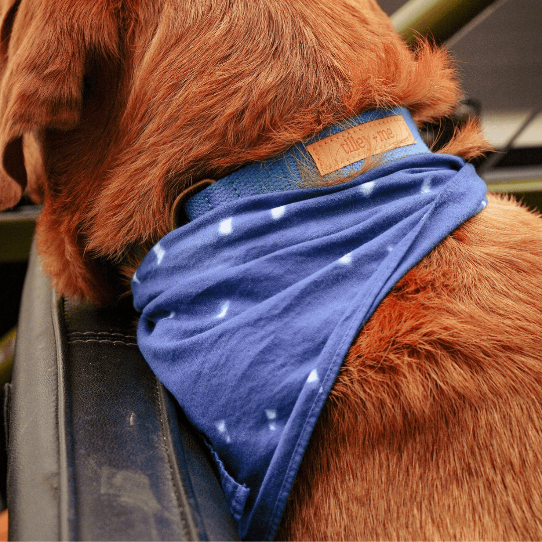 Hemp Cotton Dog Collar - Durable, Sustainable, Adjustable, Lightweight & Soft Tilley + Me