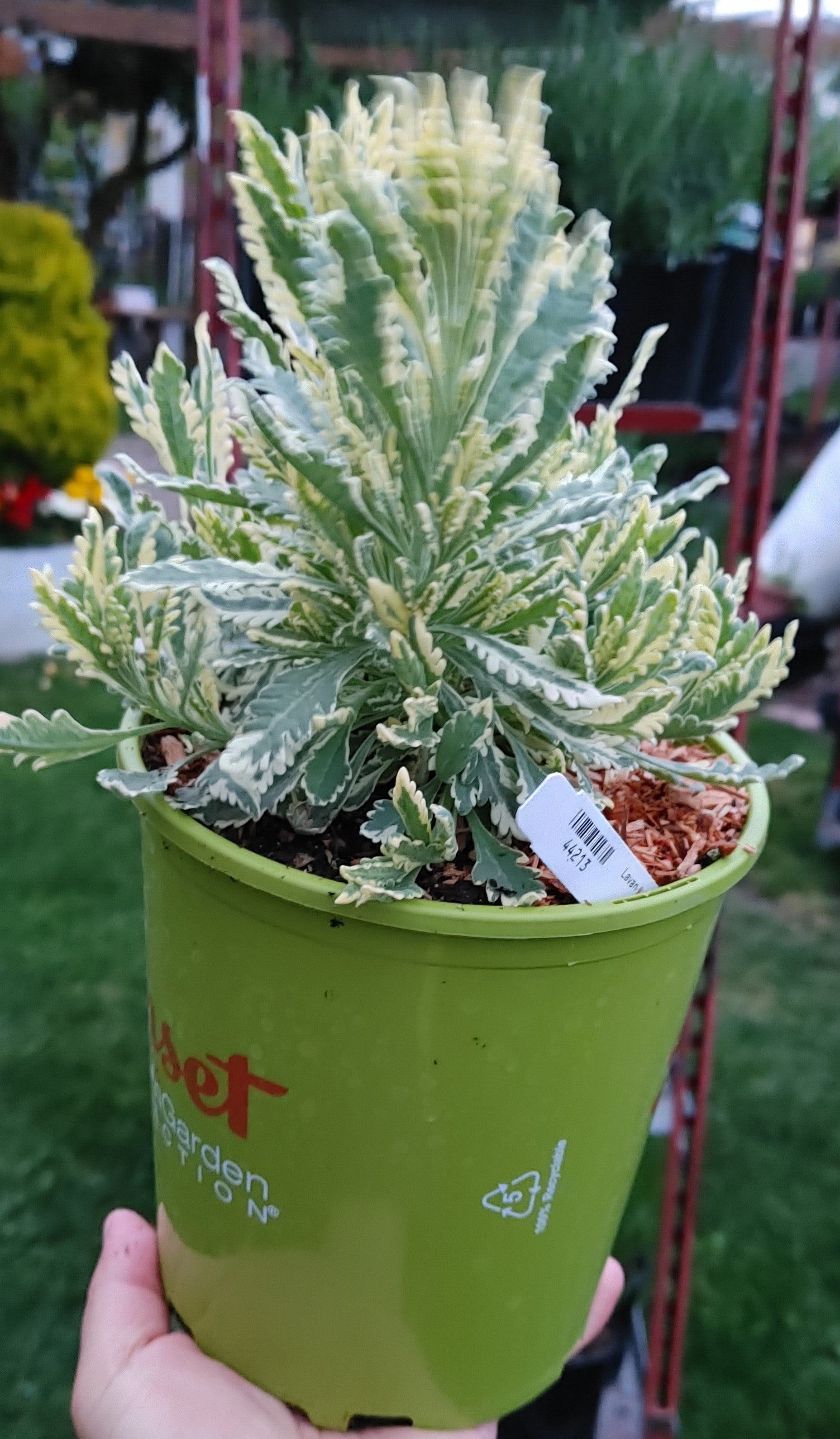 Lavender Live Plant Allardii 'Meerlo' - 2.5QT Size Pot Findlavender.com