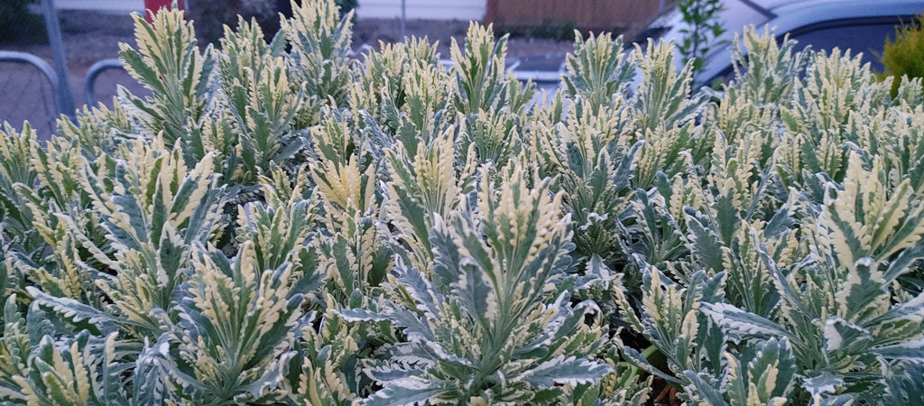 Lavender Live Plant Allardii 'Meerlo' - 2.5QT Size Pot Findlavender.com