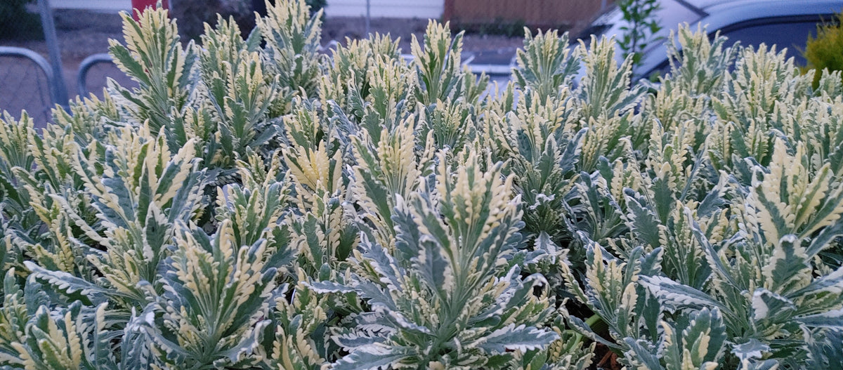 Lavender Live Plant Allardii 'Meerlo' - 2.5QT Size Pot Findlavender.com