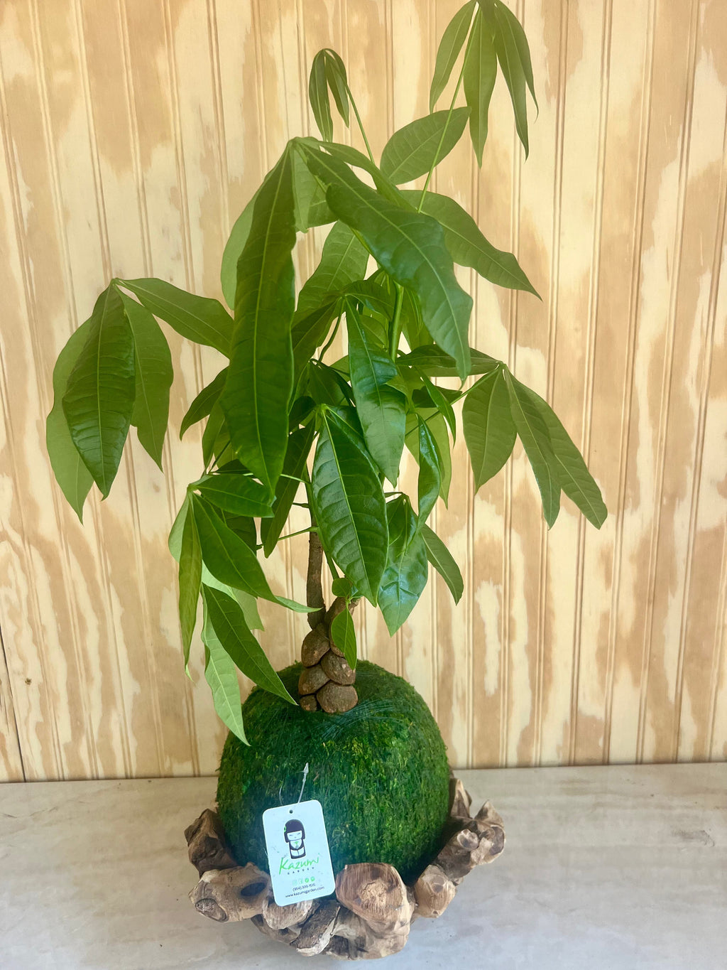 Money Tree | Moss Ball Kokedama Kazumi Garden