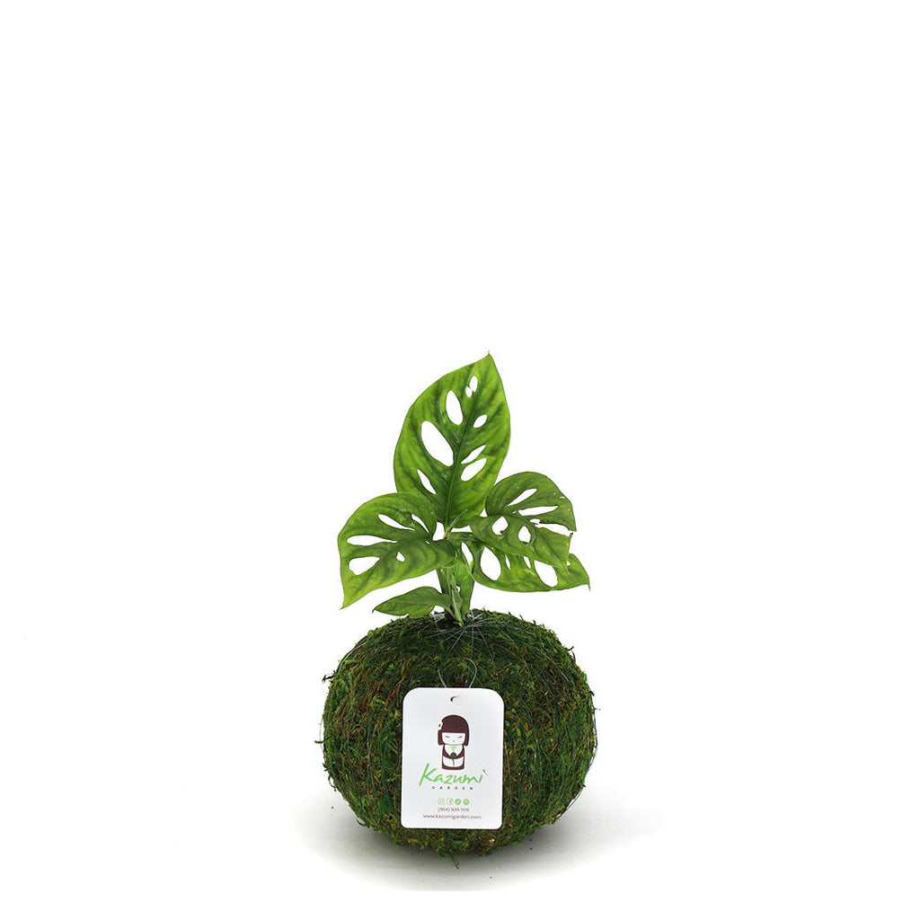 Monstera Adansonii | Moss Ball Kokedama Kazumi Garden