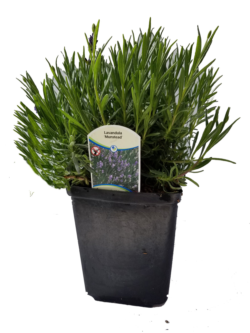 Lavender Angustifolia Munstead - 2.5QT Size Pot Findlavender.com