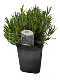 Lavender Angustifolia Munstead - 2.5QT Size Pot Findlavender.com