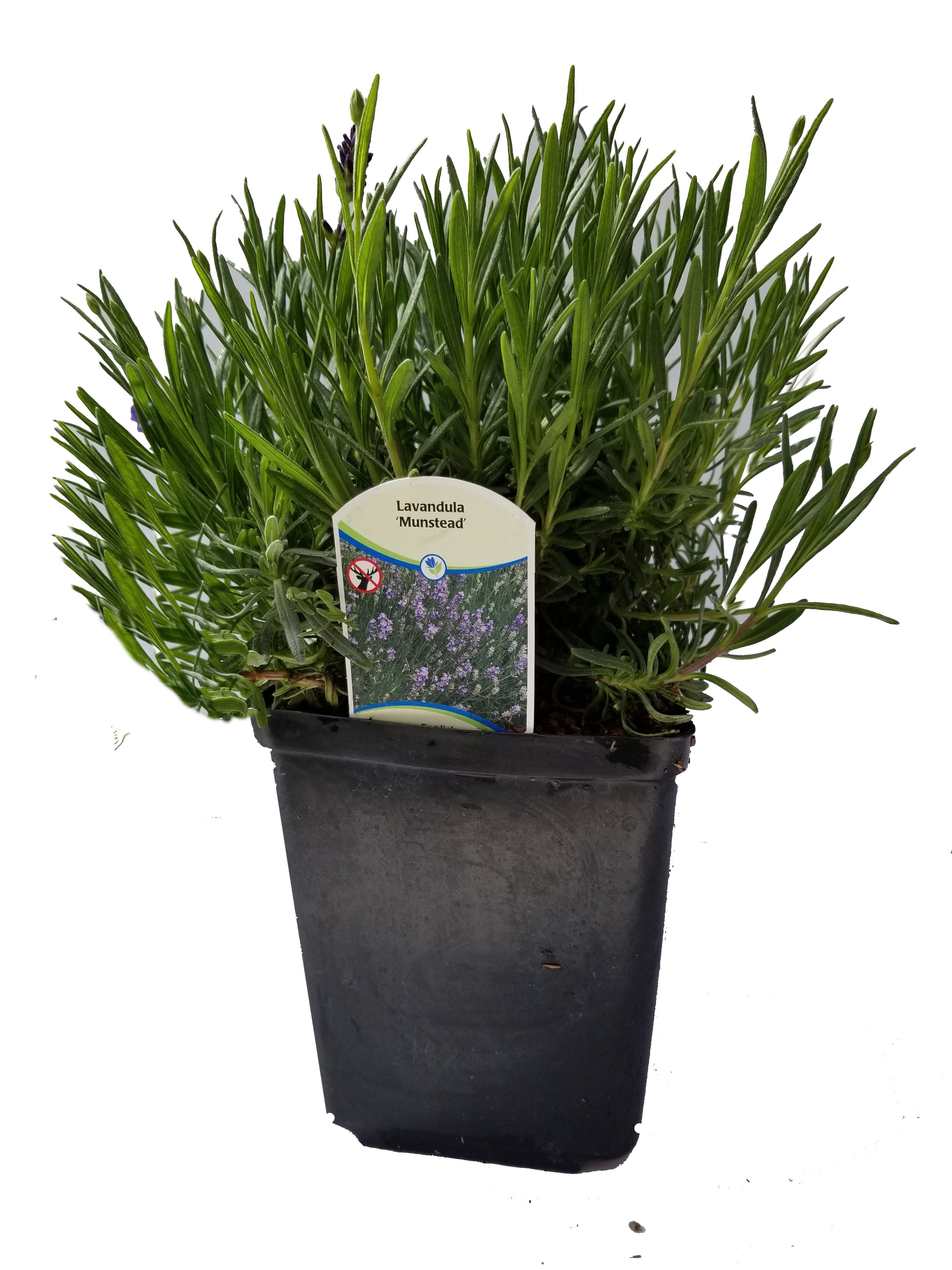 Lavender Angustifolia Munstead - 2.5QT Size Pot Findlavender.com
