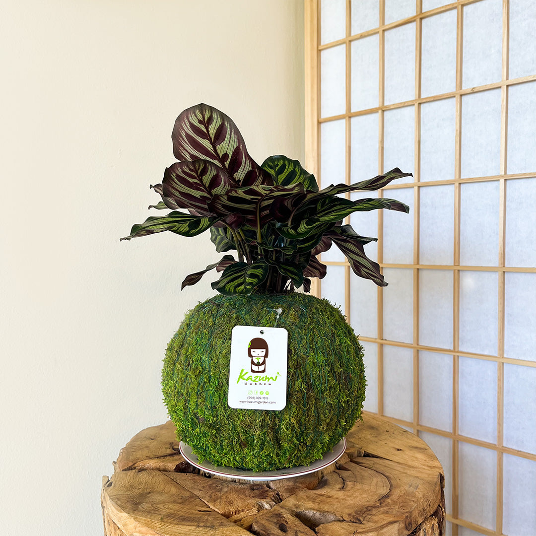 Calathea Makoyana | Moss Ball Kokedama Kazumi Garden
