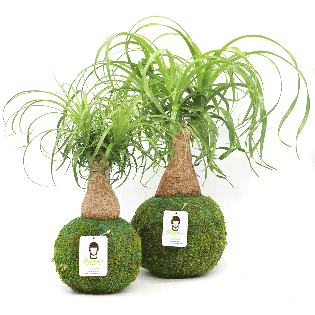 Ponytail Palm | Moss Ball Kokedamas Kazumi Garden