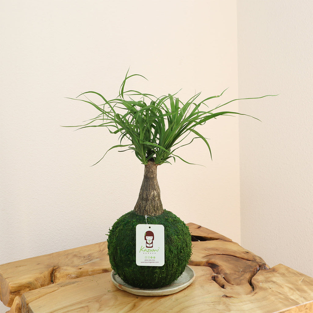 Ponytail Palm | Moss Ball Kokedamas Kazumi Garden