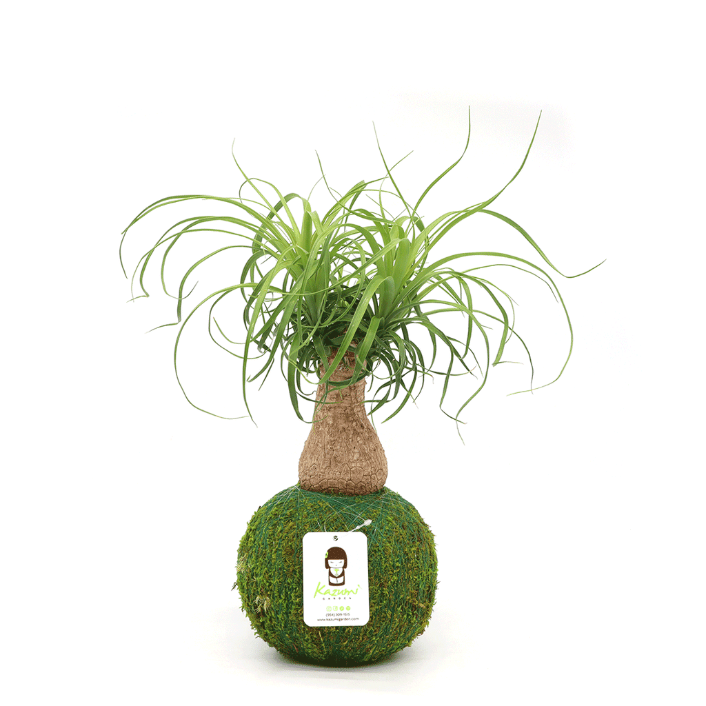 Ponytail Palm | Moss Ball Kokedamas Kazumi Garden