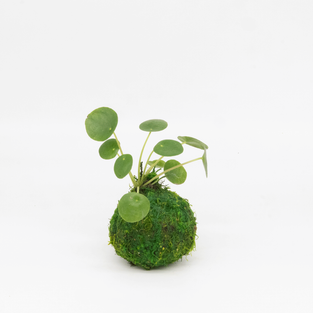 Mini Kokedama | Moss Ball Kokedamas Kazumi Garden