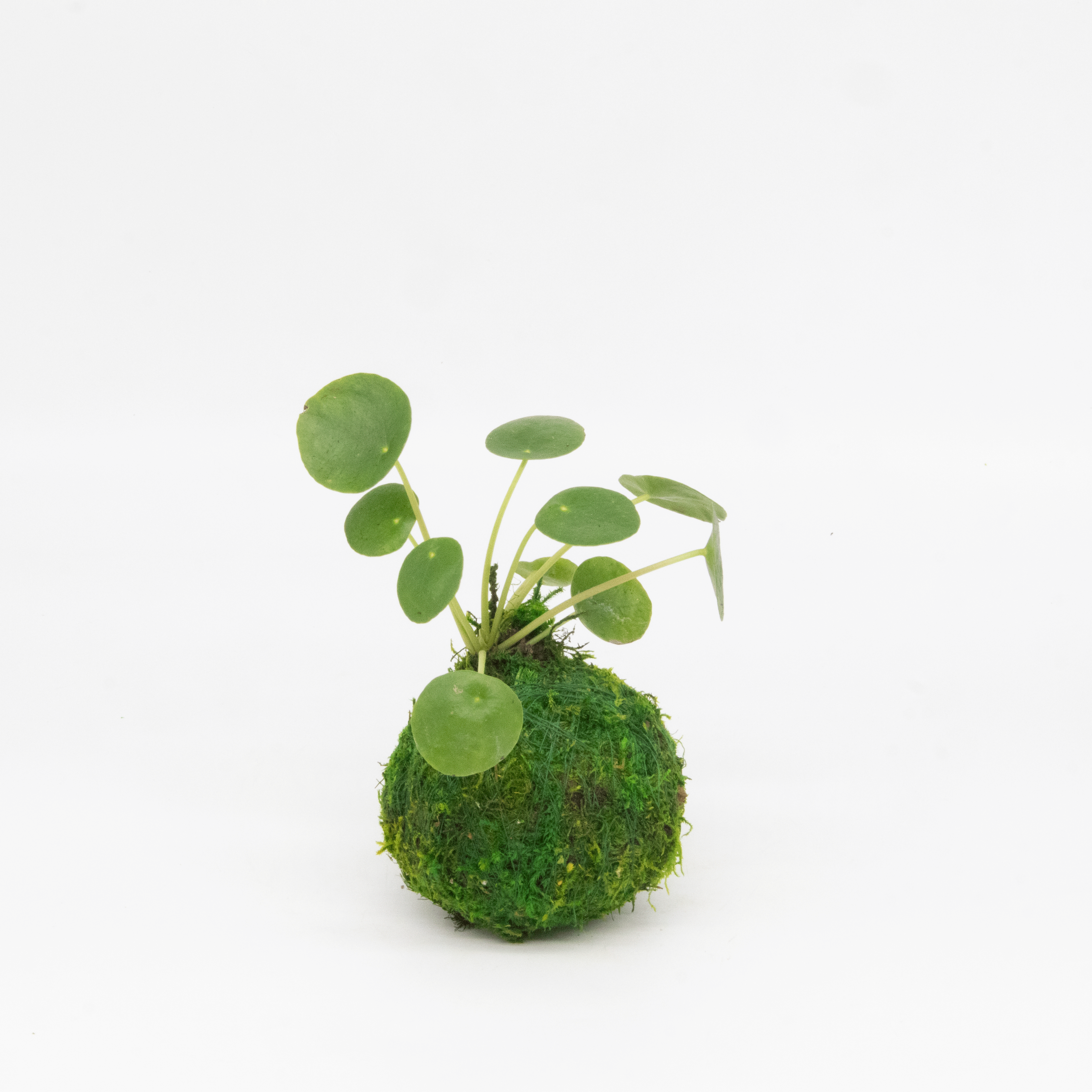 Mini Kokedama | Moss Ball Kokedamas Kazumi Garden