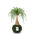 Ponytail Palm | Moss Ball Kokedamas Kazumi Garden