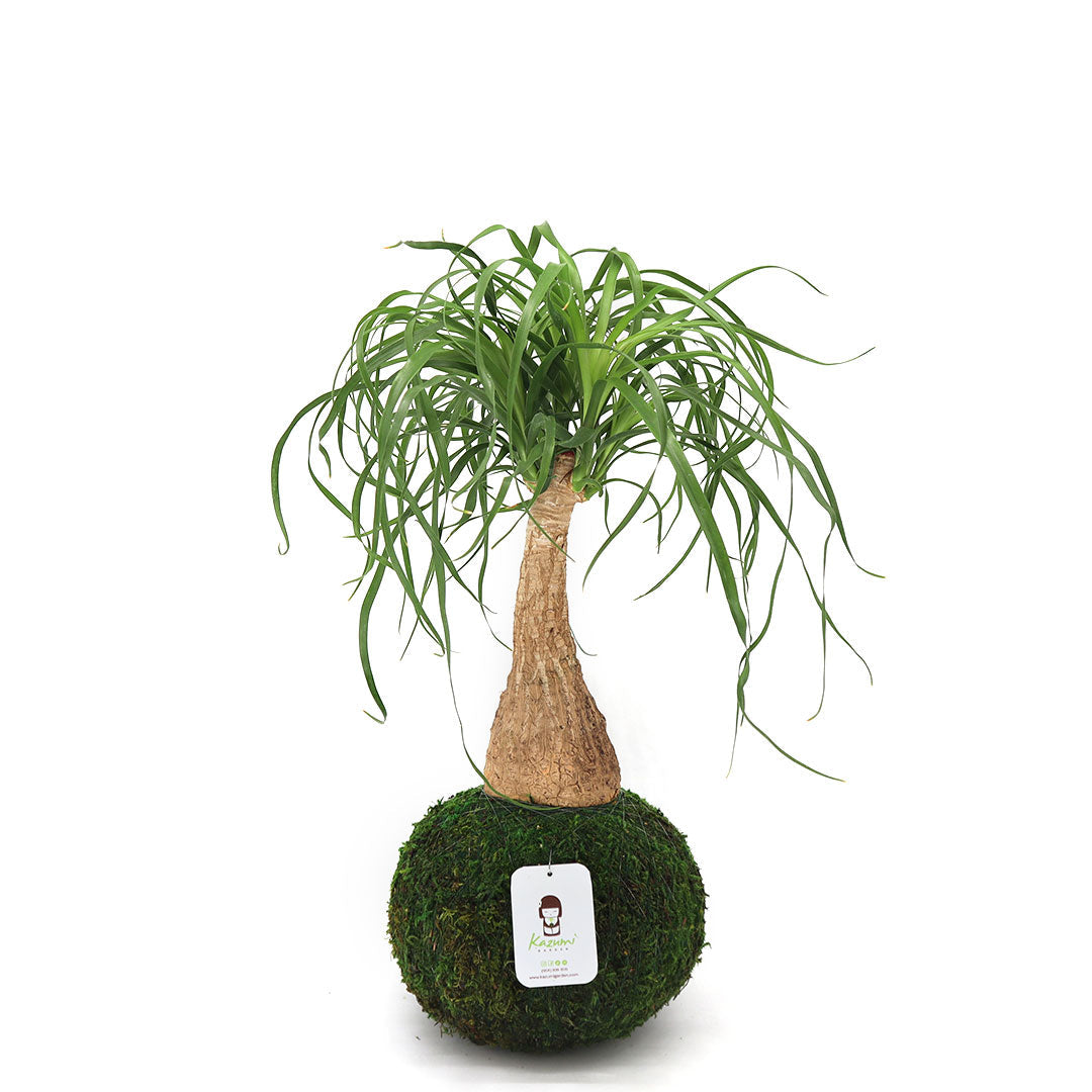 Ponytail Palm | Moss Ball Kokedamas Kazumi Garden
