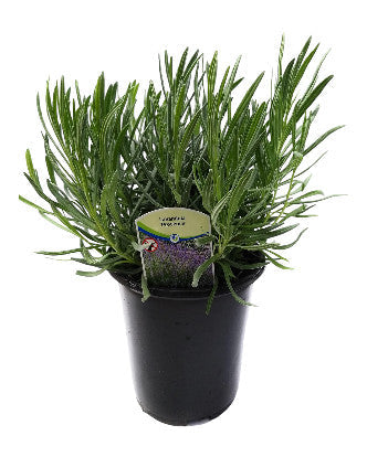 Lavender French Provence - 2.5QT Size Pot Findlavender.com