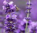 Lavender Live Plant Munstead Findlavender.com