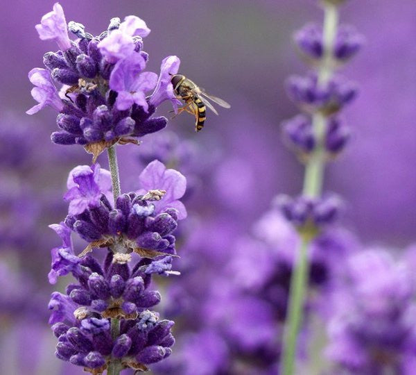 Lavender Live Plant Munstead Findlavender.com